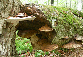 Ganoderma applanatum .